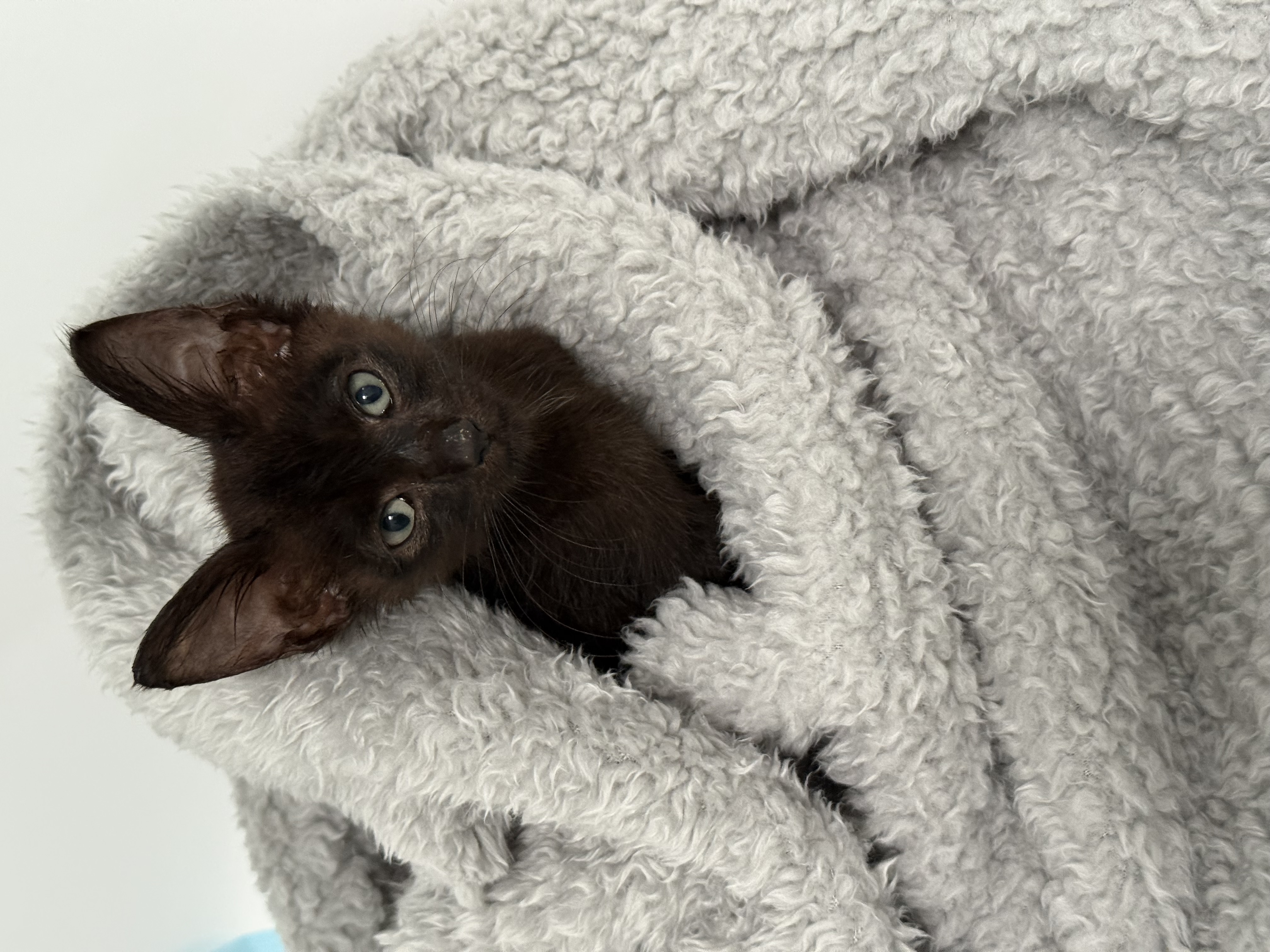 A rescue animal