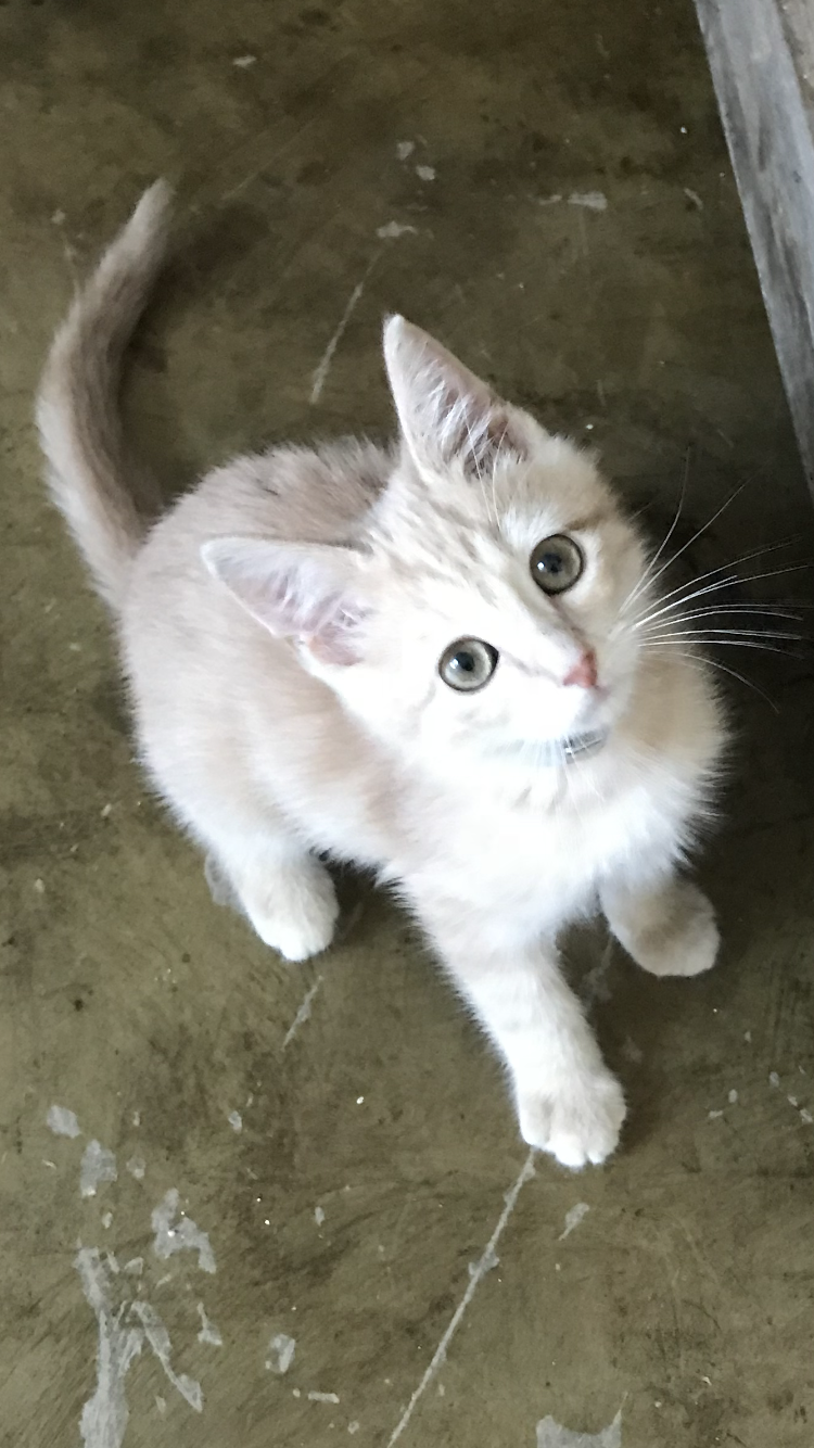 A rescue animal